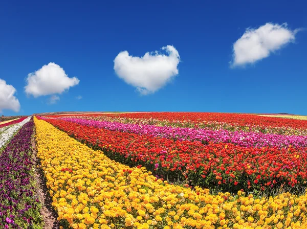 Giardino di ranuncoli sono maturi per il raccolto — Foto Stock