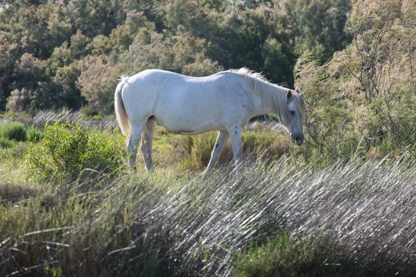 Witte paard grazen — Stockfoto