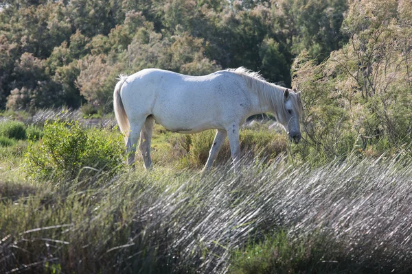 Cavalo branco pastando — Fotografia de Stock