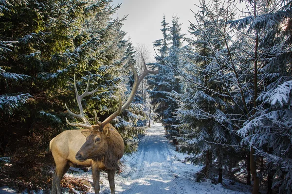 레드 디어 antlered 숲 숲 사이의 빈 터에서 — 스톡 사진