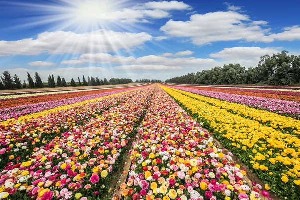 Kibutz de flores perto da Faixa de Gaza — Fotografia de Stock