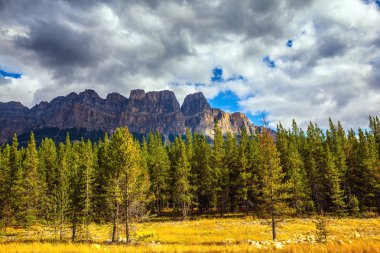 Portakal otlar ve dökmeyen köknar ağaçları