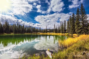 Jasper Ulusal Parkı'ndaki ormanlar 