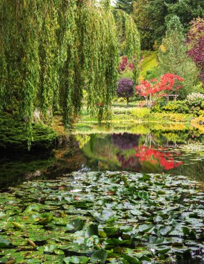  Fantastik çiçek Butchart Bahçeleri 