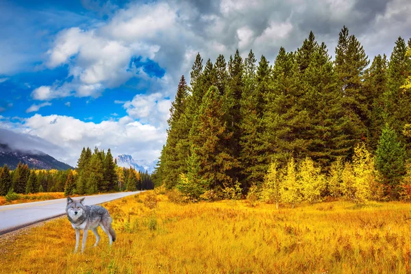 Großer Polarwolf im Wald — Stockfoto