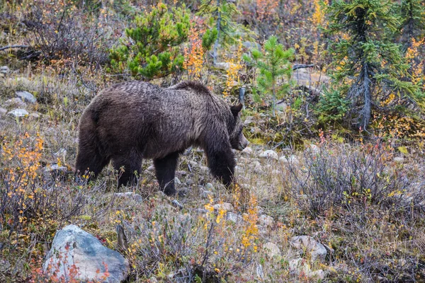 Duży czarny niedźwiedź w poszukiwaniu jedzenia — Zdjęcie stockowe