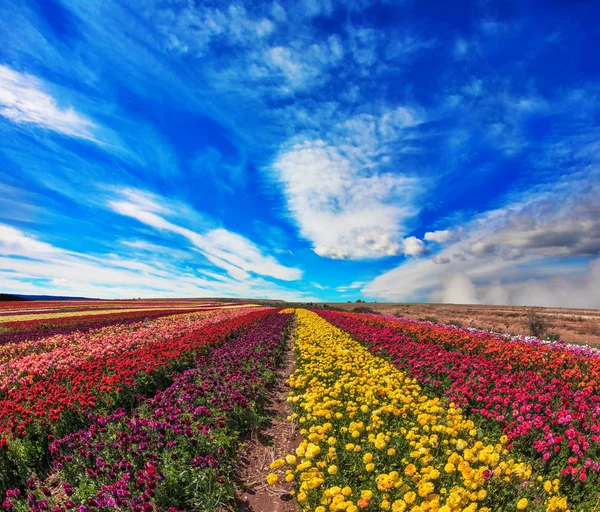 Hasata hazır buttercups alanı — Stok fotoğraf