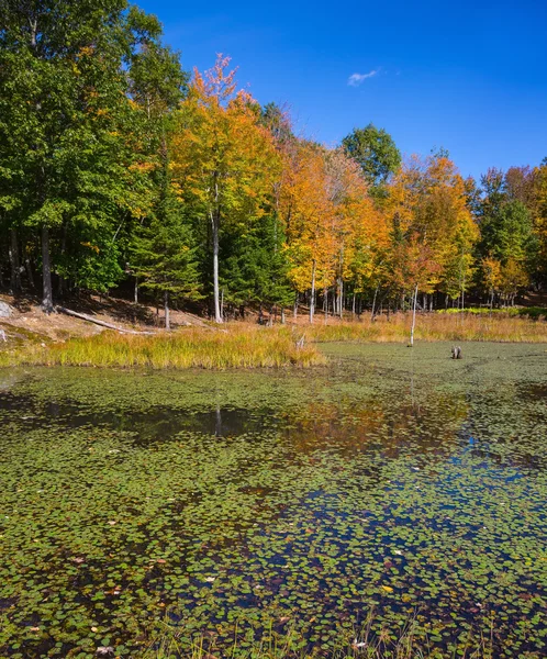 Small  lake in safari - park "Omega" — Stock Photo, Image