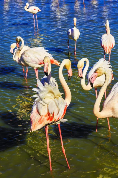 Flamingi komunikują się ze sobą — Zdjęcie stockowe