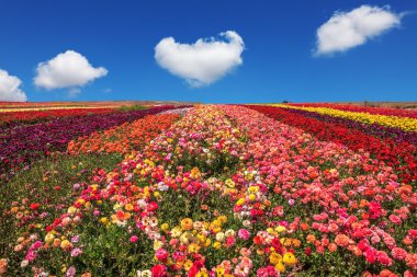  Field of multi-colored decorative flowers