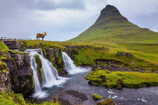 Лошадь на берегу сильных водопадов — стоковое фото