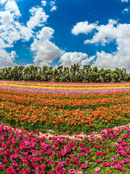 Día de primavera ventoso en una granja de flores — Foto de Stock