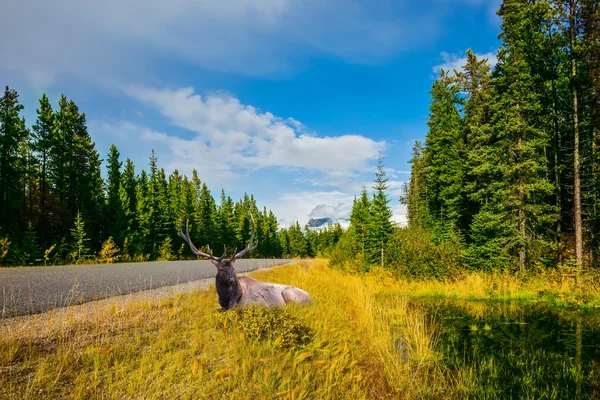 Duże jelenie odpoczynku w wysokiej trawie — Zdjęcie stockowe
