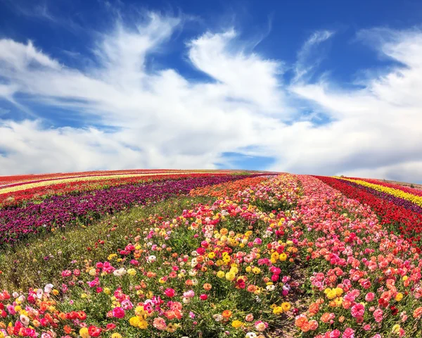 Campo di ranuncoli in giorno ventoso — Foto Stock