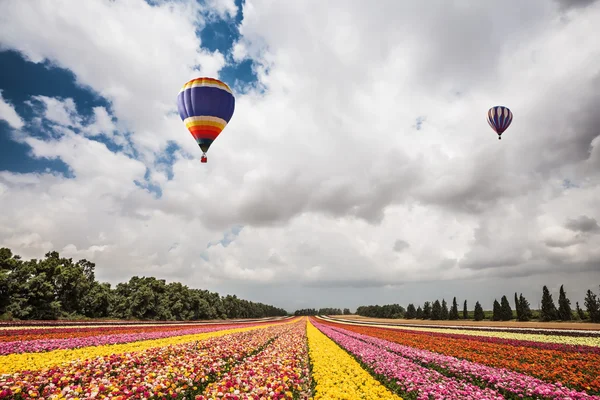 Zwei prächtige bunte Luftballons — Stockfoto