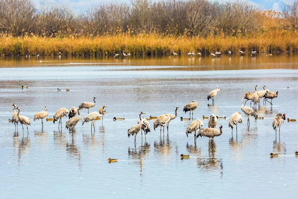 Cormorani migratori che svernano sul lago — Foto Stock