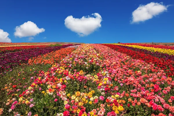 Field of multi-colored decorative flowers — 图库照片