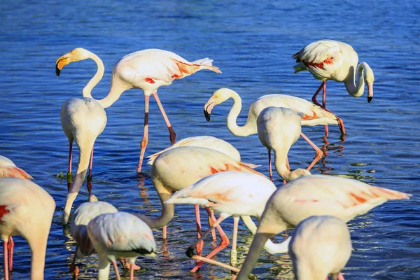 Pacote de flamingos rosa procurar uma forragem — Fotografia de Stock