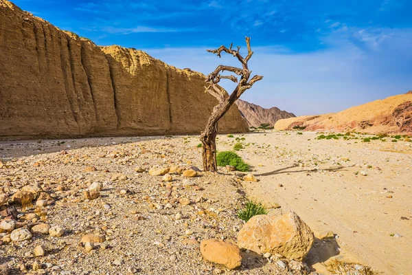 De woestijn in de buurt van zee Resort Eilat — Stockfoto