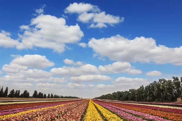 Muhteşem bahçe buttercups — Stok fotoğraf