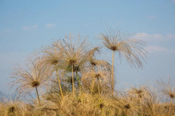 沼地の草の茂み — ストック写真