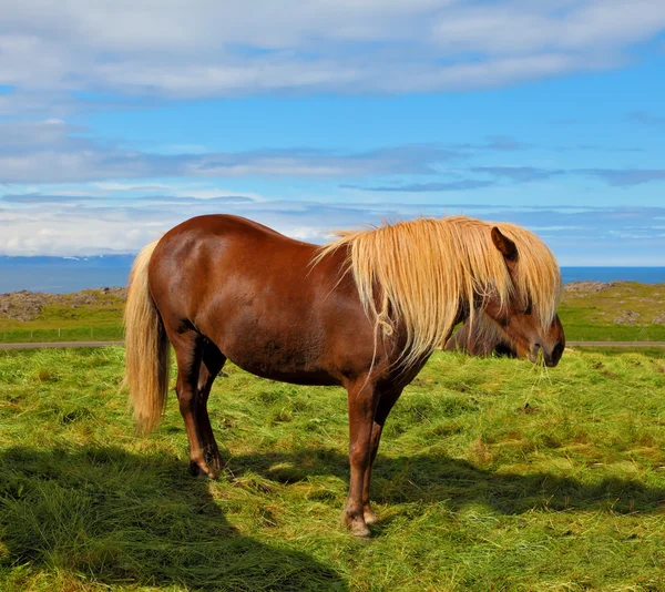 Farmer horse with light mane — Stock Photo, Image