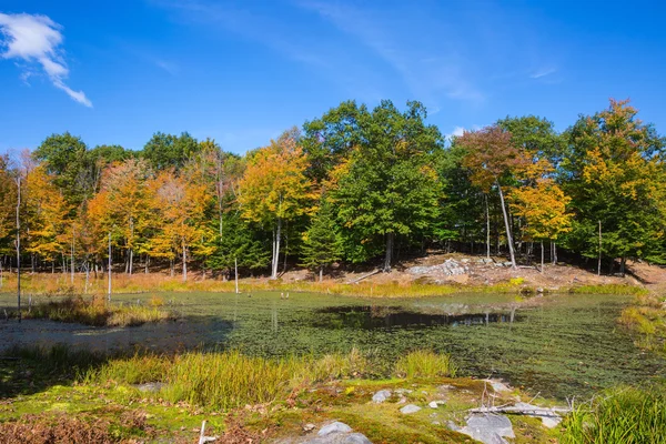 Kleiner See mit Wasserpflanzen bewachsen — Stockfoto