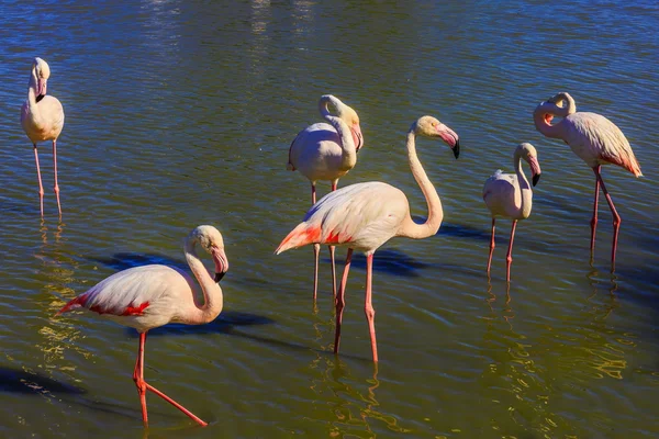 Les oiseaux pittoresques communiquent entre eux — Photo