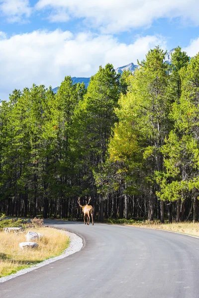 Cerf rouge va lentement dans les bois — Photo