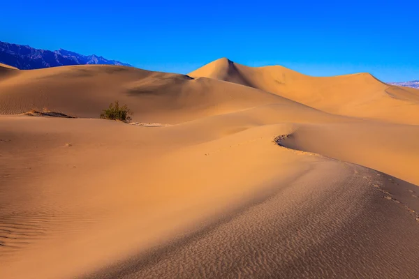 Mesquite ploché písečné duny. — Stock fotografie
