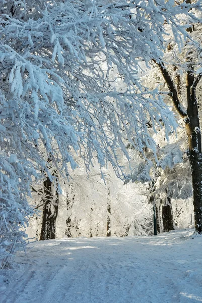 在白雪皑皑的森林滑雪结算 — 图库照片