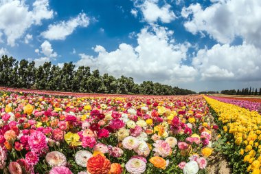 Çiçek açan bahçe buttercups büyük alan