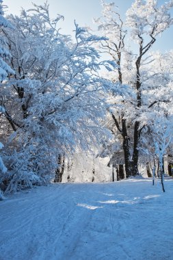 Kayak takas karlı orman ışıklı pembe Sunrise