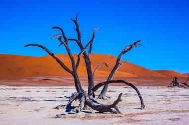  Park Namib-Naukluft pitoresk kuru ağaçlar