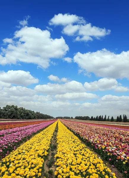 Magnífica alfombra de flores — Foto de Stock