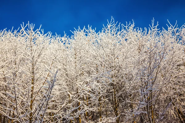Foresta del Nord nella neve — Foto Stock