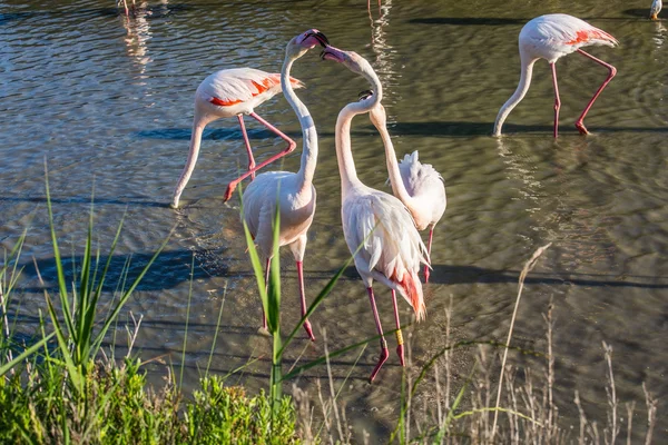 De flamingo's zachtjes zoenen elkaar — Stockfoto