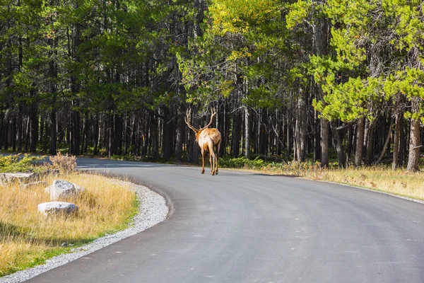 Красный олень неторопливо уходит в лес — стоковое фото
