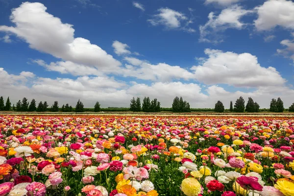 De stralen van de zon stralen uit wolken — Stockfoto