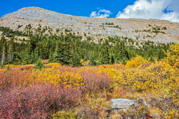 Die gelb gewordenen Herbstbüsche — Stockfoto