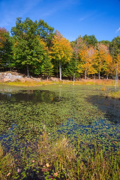 Le petit marais recouvert de plantes aquatiques — Photo