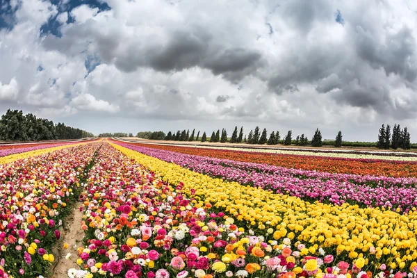 Spring "carpet" of flowers — Stock Photo, Image