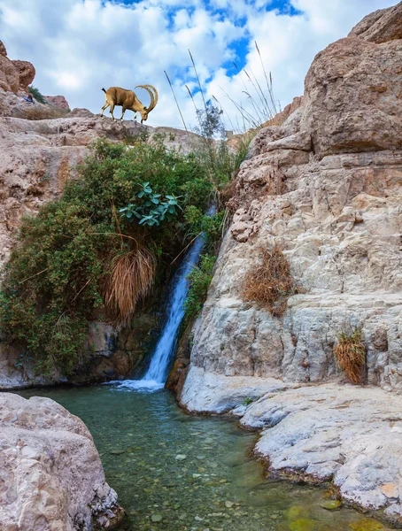 Waterfall and rapid creek — Stock Photo, Image