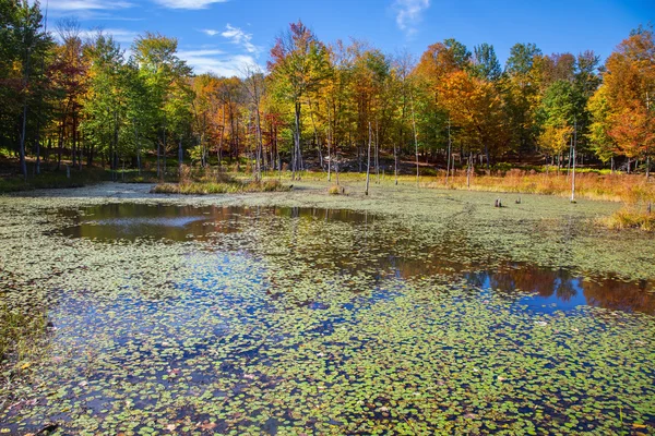 Маленькое прекрасное озеро осенью — стоковое фото