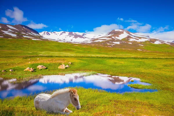 У воды отдыхает белый исландский конь — стоковое фото