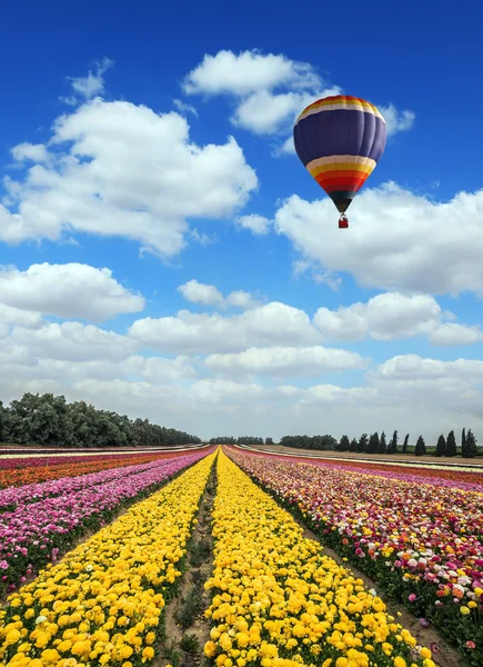 Great multi-colored balloon flies over flower field — Stock Photo, Image