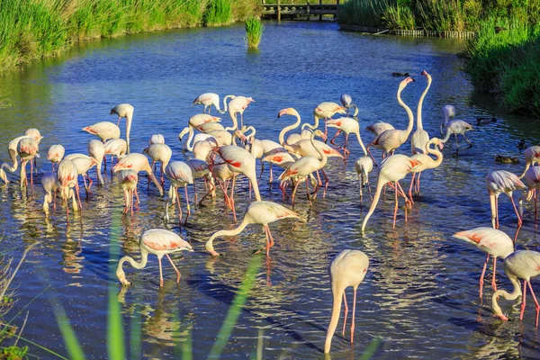 Pacote de flamingos rosa encantador — Fotografia de Stock