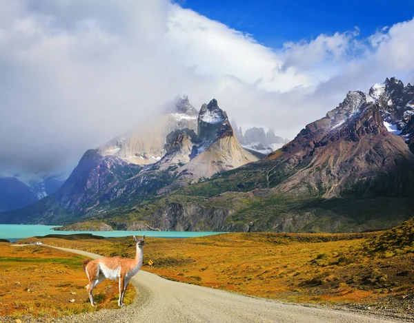 En un camino de tierra vale guanaco - Lama — Foto de Stock