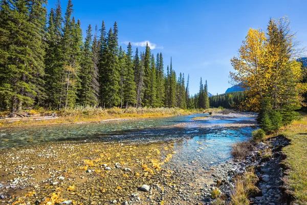 Ruisseau, automne et pinède — Photo