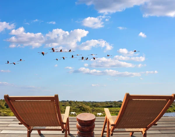 Sunbeds for birdwatching — Stock Photo, Image